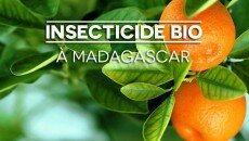 Insecticide Bio à Madagascar